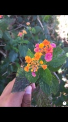 Lantana camara image