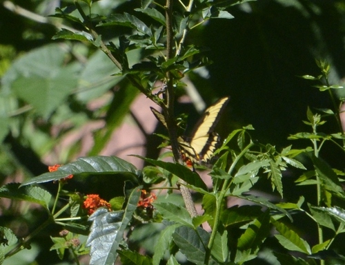 Astyalus Swallowtail