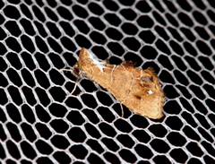 Arrade leucocosmalis