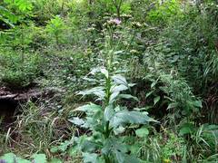 Saussurea neoserrata