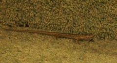 Saproscincus spectabilis