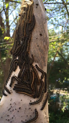 Malacosoma americana