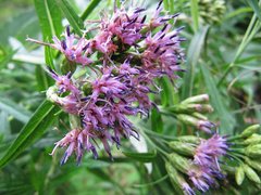 Saussurea neoserrata