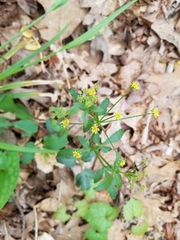 Thaspium trifoliatum