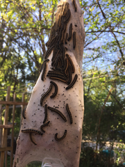 Malacosoma americana