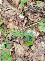 Thaspium trifoliatum