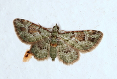 Calluga costalis