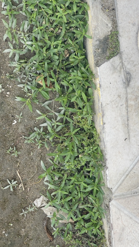 Old World Diamond Flower from Salvaleón de Higüey, DOAL, DO on January