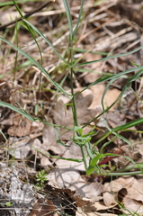 Lomatium triternatum