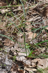 Lomatium triternatum