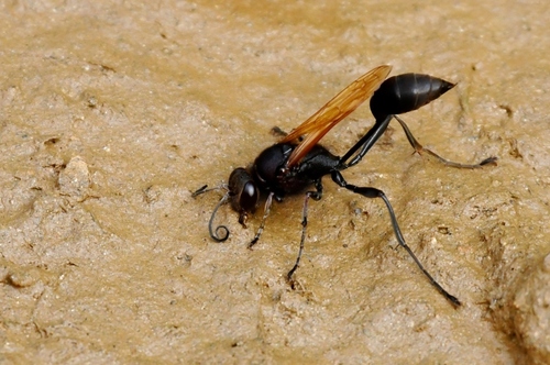 Sceliphron fuscum