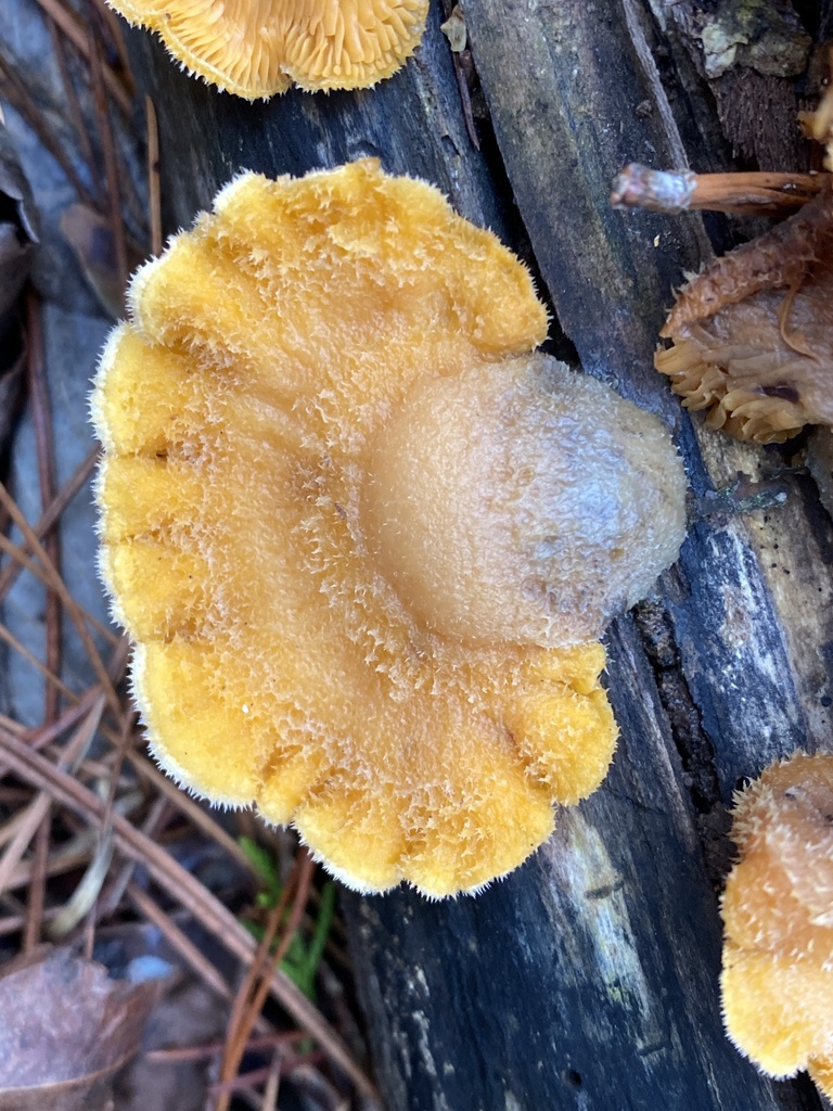 Stinking Orange Oyster from Jarvis Miller Rd, Asheboro, NC, US on