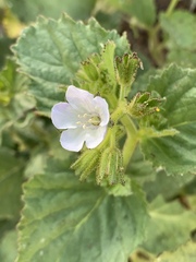 Phacelia viscida albiflora