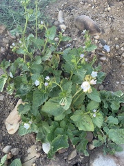 Phacelia viscida albiflora