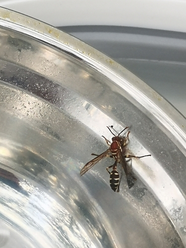 Parapolybia nodosa