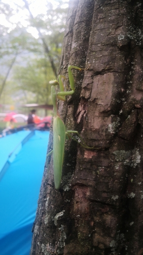 Chinese Reddish Mantis