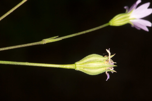Eudianthe laeta