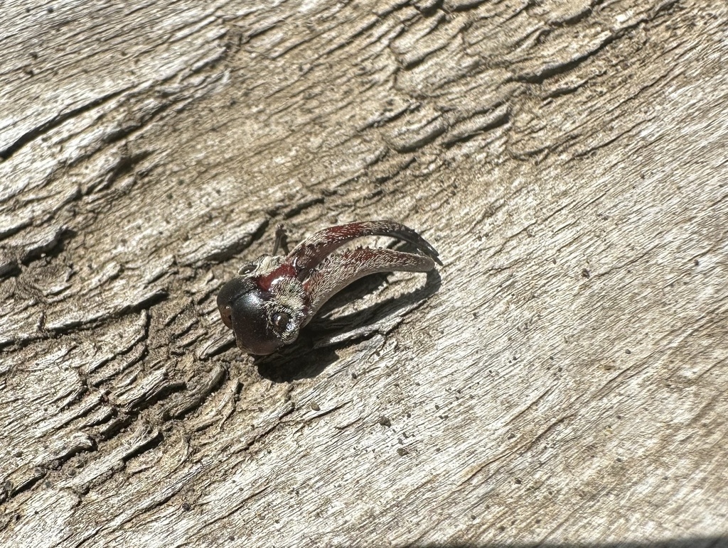 Chiasognathus mniszechii