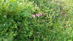 Lamprocapnos spectabilis