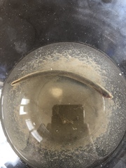 Lampetra richardsoni