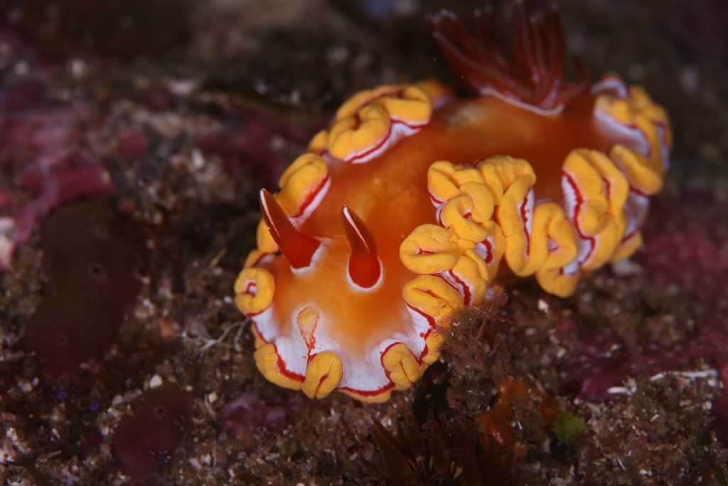 Ardeadoris rubroannulata from Coffs Harbour Pt A, AUNS, AU on