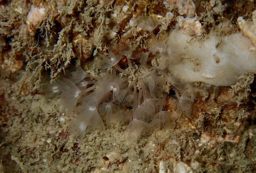 Kleine hoefijzerworm, Irish Sea, Northern Ireland, GB, photo 9 of 10