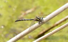 Trigomphus agricola