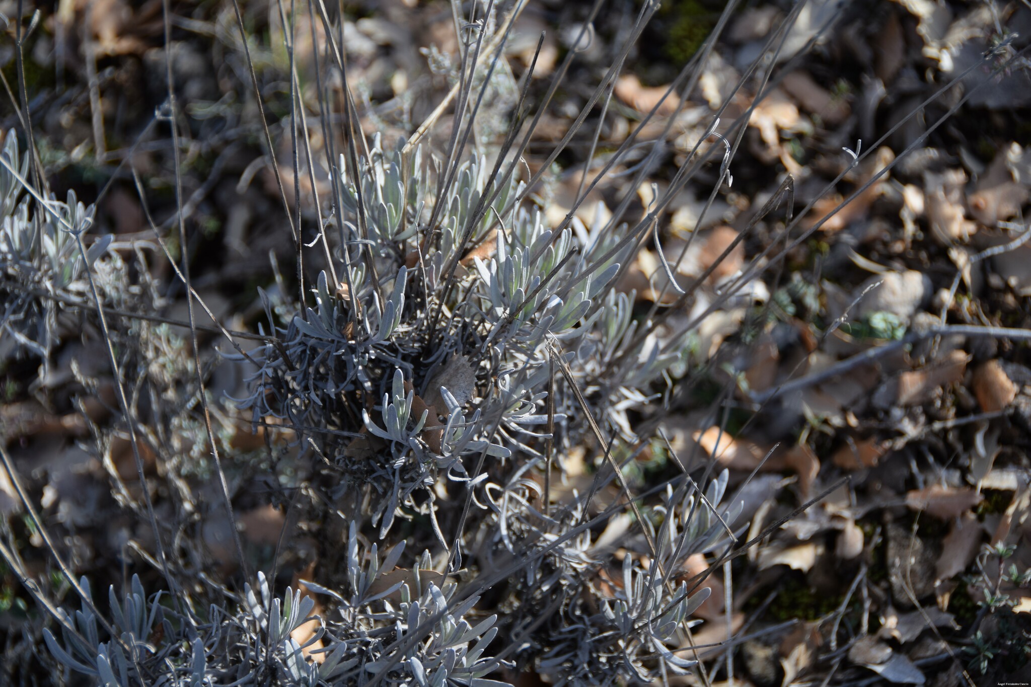 Imagem de Lavanda