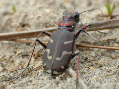 Cicindela tranquebarica vibex