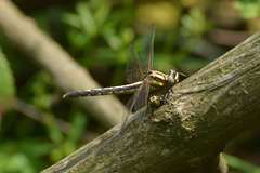 Trigomphus agricola