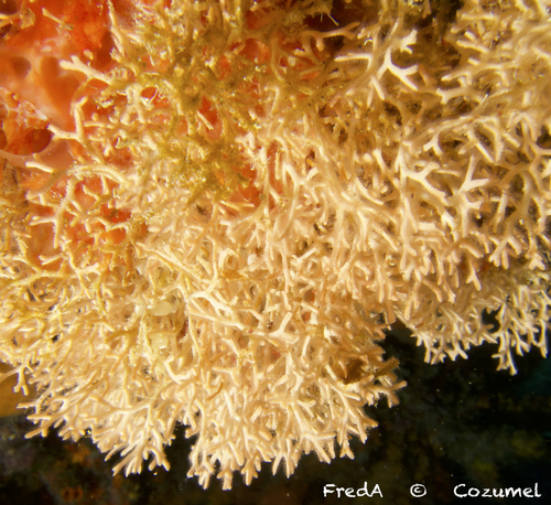 Adeonellopsis