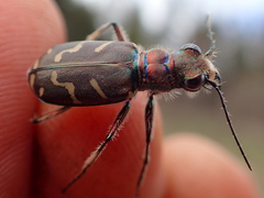 Cicindela tranquebarica vibex