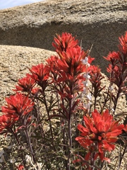 Castilleja chromosa