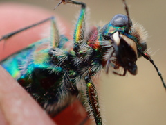Cicindela tranquebarica vibex