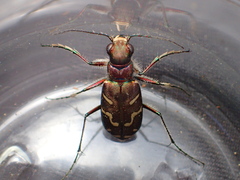 Cicindela tranquebarica vibex