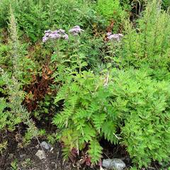 Saussurea neopulchella