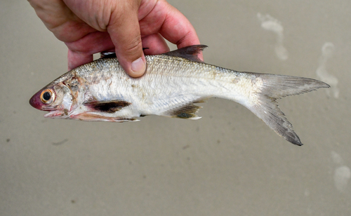 Littlescale threadfin (Polydactylus oligodon) — Polynemidae