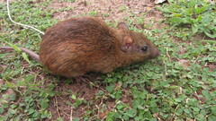 Roberto's Spiny-Rat photo 2