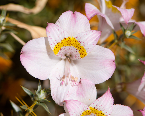 Alstroemeria pallida (Alstroemeria pallida)