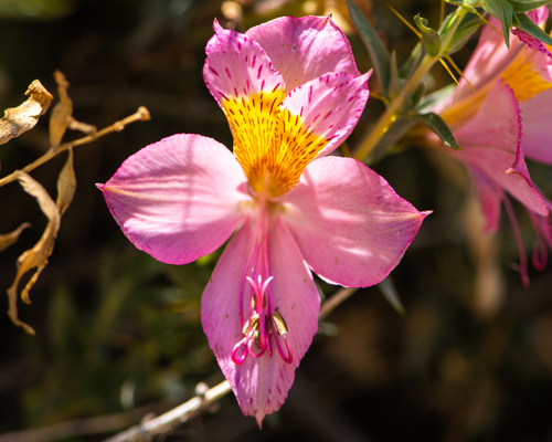 Alstroemeria de la costa