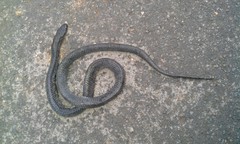 Drymarchon melanurus