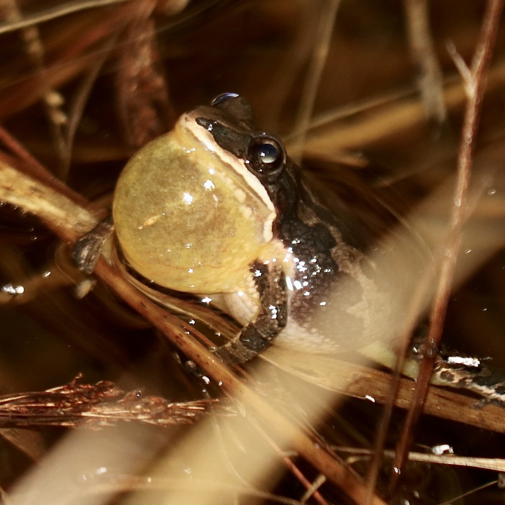 Southern Chorus Frog in January 2024 by Kevin Metcalf. Two calling at