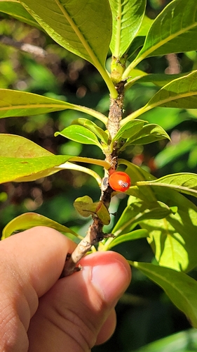Coprosma pubens, 2024-01-05