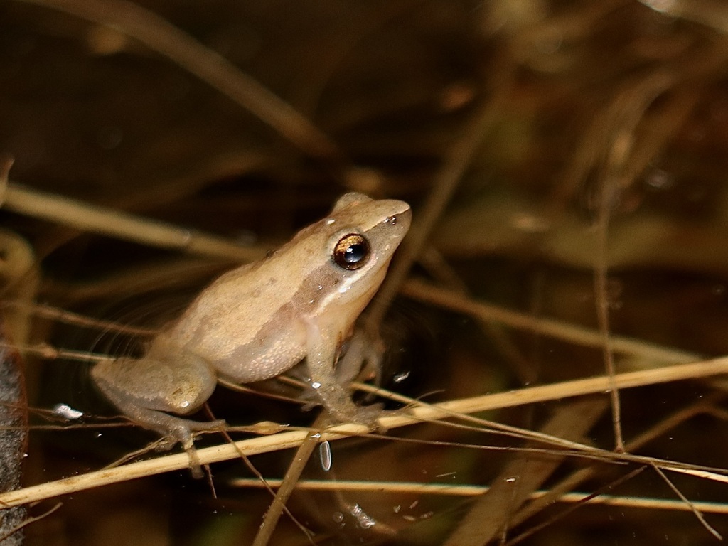 Little Grass Frog In January 2024 By Kevin Metcalf Maybe About 10   Large 