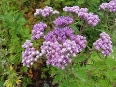 Saussurea neopulchella