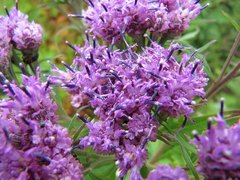 Saussurea neopulchella