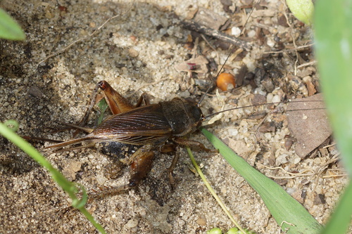 Sand Field Cricket photo 5