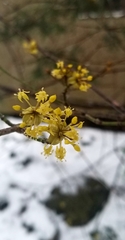 Cornus mas