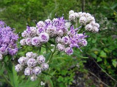 Saussurea neopulchella