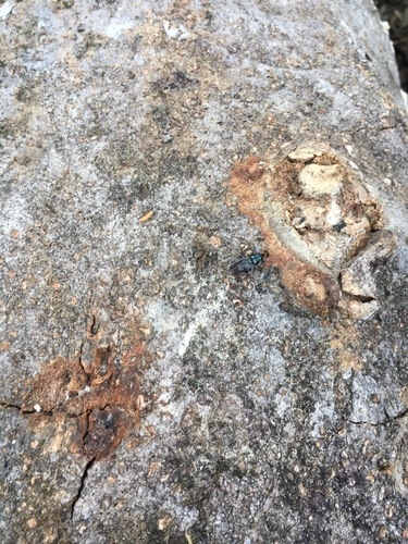 Cibotogaster